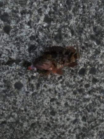 サイズはダウン中